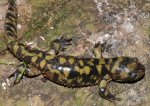 Tiger salamander5.jpg