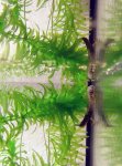 Triturus dobrogicus 3.jpg