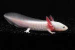 Axolotl_leucistic_01.jpg