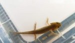 Ambystoma  macrodactylum (4).jpg