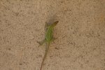 Greenanole1.jpeg