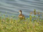 Ringneckedduck1.jpeg