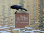 Boattailedgrackle1.jpeg