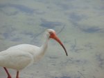 Whiteibis1.jpeg