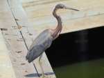 Tricoloredheron1.jpeg