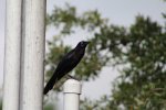 Commongrackle2.jpeg