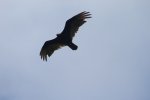 Turkeyvulture1.jpeg