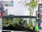 axolotl.jpg