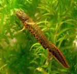 danube crested newt resized.jpg