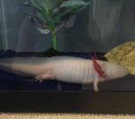 Montie Side View.jpg