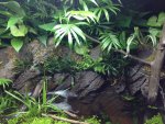 2016 Dirted Spanish Ribbed Newt Riparian Tank2.JPG