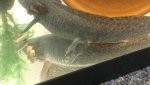 IMG_20170826_180258036.jpg