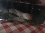 IMG_0986.JPG