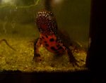 Triturus dobrogicus red belly.jpg