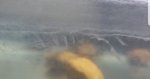 HairyGlass.jpg