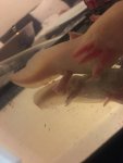 axolotl back leg.jpg