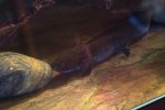 stevegills.jpg