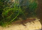 Triturus dobrogicus 19.jpg