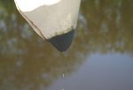 Daphnia_2.jpg