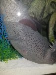 Axolotl Belly 2.jpg