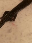 IMG_20181110_163357.jpg