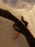 IMG_20181108_204854.jpg