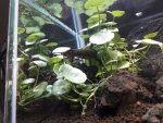 KakaoTalk_20190115_newt.jpg