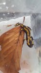 Baby Fire Salamander.jpg