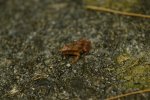 Spring Peeper at Mabry Mill.jpg