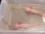 axolotls 011.jpg