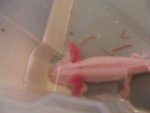 axolotls 010.jpg