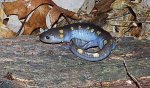 09Ambystoma maculatum1.JPG