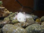 BowlingAxolotl 051.jpg