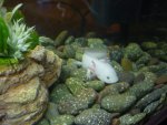 BowlingAxolotl 050.jpg