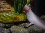 BowlingAxolotl 047.jpg