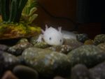 BowlingAxolotl 049.jpg