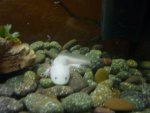 BowlingAxolotl 052.jpg