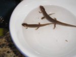 Newts 007.jpg