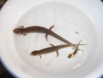 Newts 005.jpg