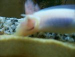 100_1064.jpg 100_1064.jpg