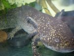 Axolotl 09 001.jpg