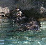 otter1.jpg