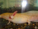 big axolotl 001.JPG