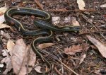 gartersnake.jpg