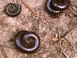 millipedes.jpg