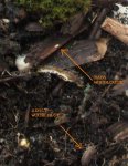 babywoodlouseonbark.jpg babywoodlouseonbark.jpg