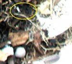 closeupantennababywoodlouse.jpg closeupantennababywoodlouse.jpg