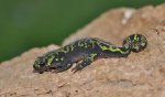 marbled newt3.jpg