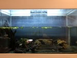 Axolotl tank.jpg