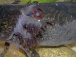 axl_gills_1.jpg